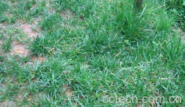 地米草功效和作用-1