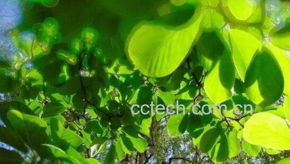 米翠草的功效与作用-1