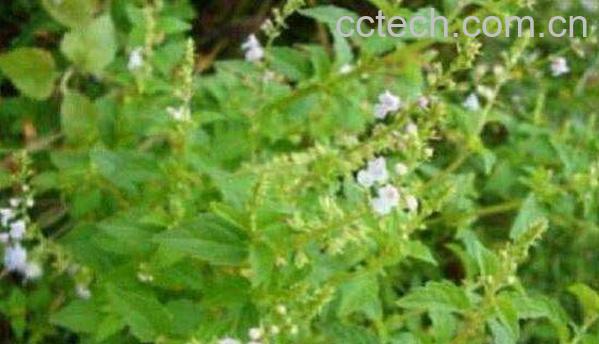 痱子草的功效和作用-1