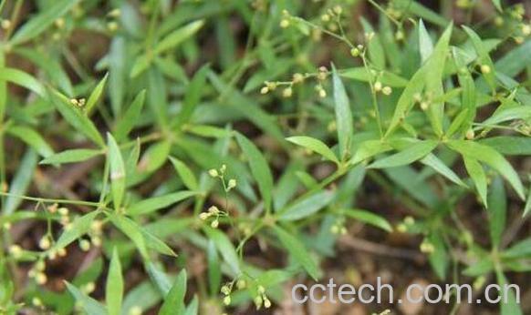 粟米草的功效与作用-0