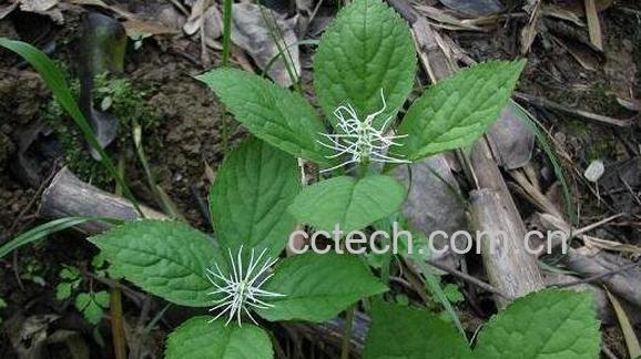 粟米草的功效与作用-1