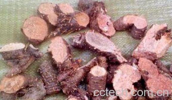 红景天泡水的功效与作用 红景天泡水的危害-1