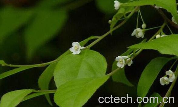 秤星树的功效与作用 称星树的禁忌-0