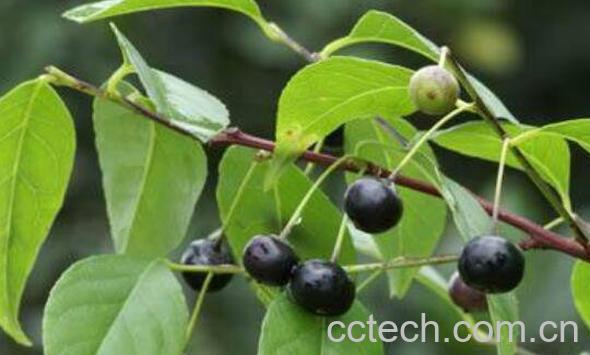 秤星树的功效与作用 称星树的禁忌-1