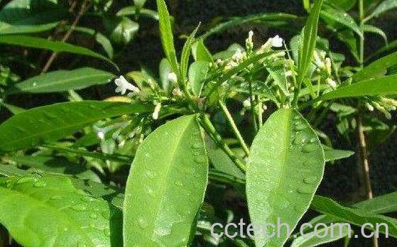 百木根的功效与作用-1