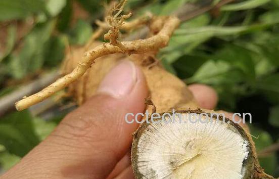 百木根的功效与作用-0