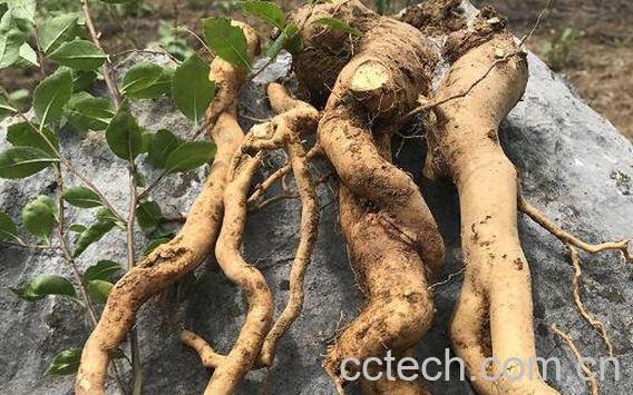 百木根的功效与作用　百木根的禁忌-1