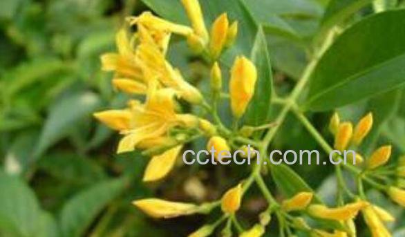 大茶药的功效与作用 大茶药的药用价值-1