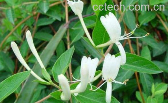 满树星的功效与作用-1