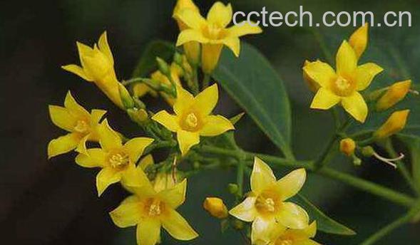 满树星的功效与作用-0