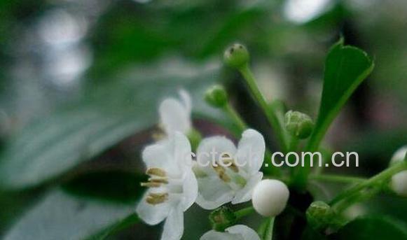 称星木的功效与作用 称星木的禁忌-0