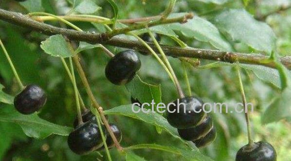 称星木的功效与作用 称星木的禁忌-1