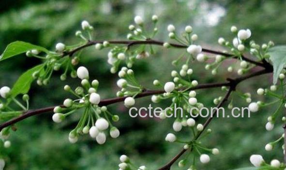 点称星的作用及功效 点称根的药用价值-1