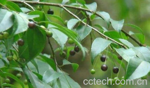 点称星的作用及功效 点称根的药用价值-0