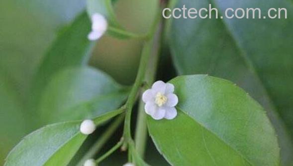 称星树根的禁忌 称星树根的副作用有哪些-1