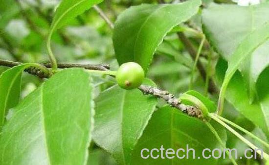 称星树根的禁忌 称星树根的副作用有哪些-0