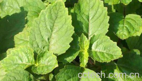 广藿香和藿香有啥区别 广藿香的功效-0