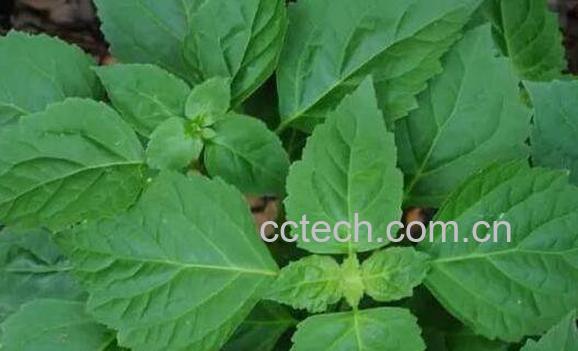 广藿香和藿香有啥区别 广藿香的功效-1