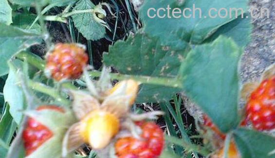 野生托盘的功效与作用-0