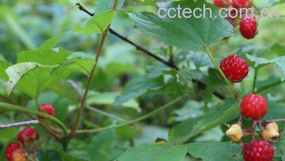 野生托盘的功效与作用-1