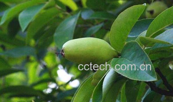 毛叶木瓜的功效与作用 毛叶木瓜的药用价值-0