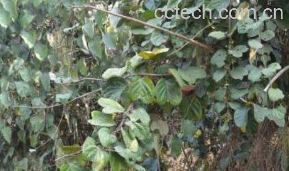 盾翅藤的功效与作用-0