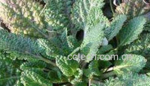 蛤蟆棵的功效与副作用-0