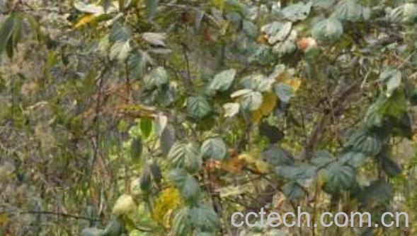 盾翅藤的功效与作用-1