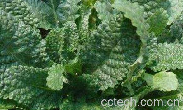 蛤蟆苏的功效与作用-0