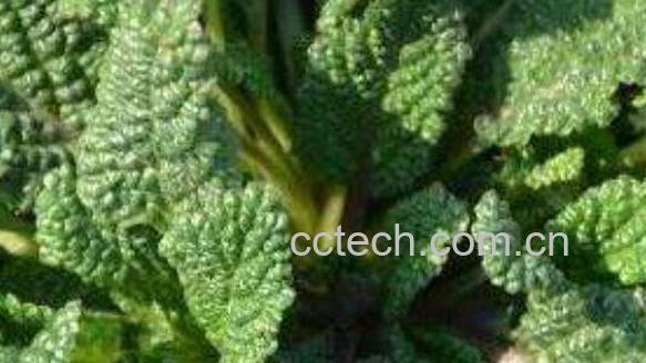 蛤蟆棵的功效与副作用-1