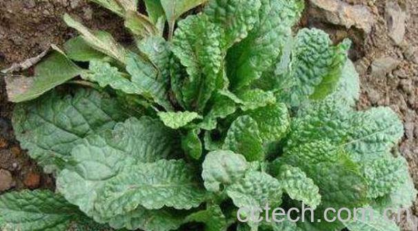 蛤蟆苏的功效与作用-1