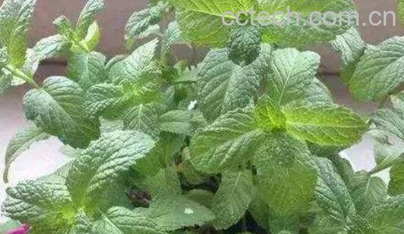 哈草的功效与作用 哈草的禁忌-1