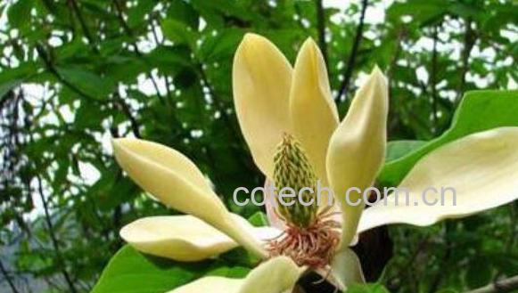 厚朴花与厚朴的区别 厚朴的功效与作用-0