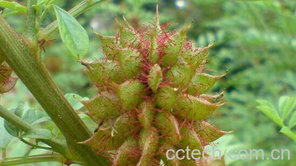 光果甘草的功效与作用 光果甘草的副作用-0