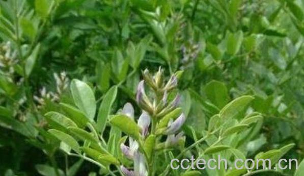 光果甘草的功效与作用 光果甘草的副作用-1