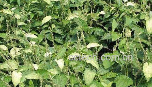 三白草根的功效与作用-1