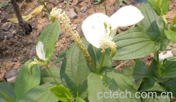 三白草的功效与作用 三白草的禁忌-0