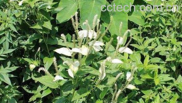 三白草的功效与作用 三白草的禁忌-1