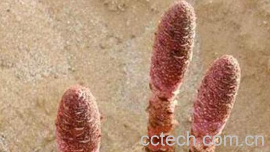 新鲜锁阳怎么处理 新鲜锁阳怎么晒干-0