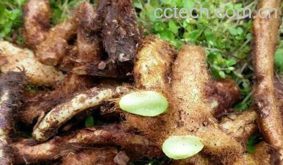 石岩姜的功效与作用-0