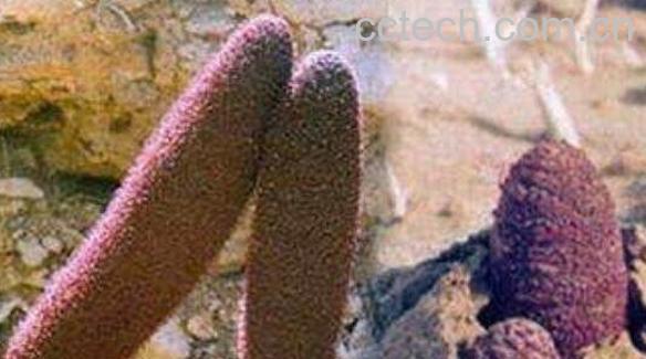 新鲜锁阳怎么处理 新鲜锁阳怎么晒干-1