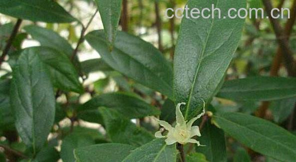 山腊梅叶的功效与作用 山蜡梅叶的副作用与禁忌-0