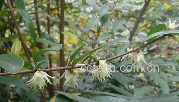 山腊梅叶的功效与作用 山蜡梅叶的副作用与禁忌-1