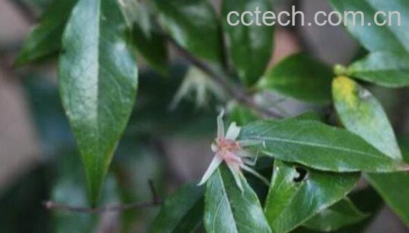 山腊梅的功效与作用-1