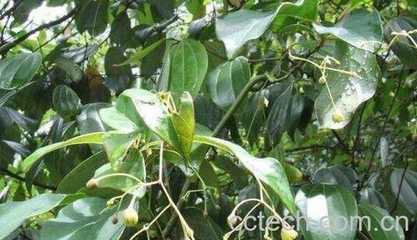 岩马桑怎么泡酒 岩马桑泡酒的功效与作用-0