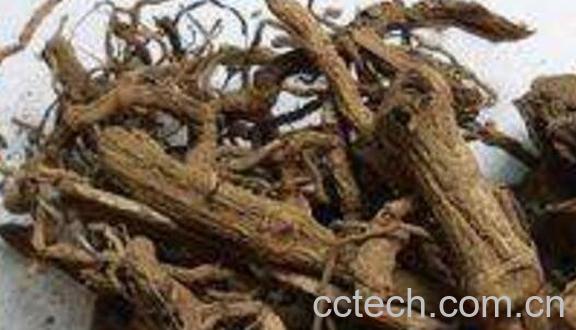 野胡椒根的功效与作用及药用价值-0