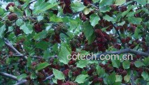 岩马桑怎么泡酒 岩马桑泡酒的功效与作用-1