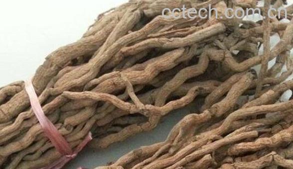 野胡椒根的功效与作用及药用价值-1