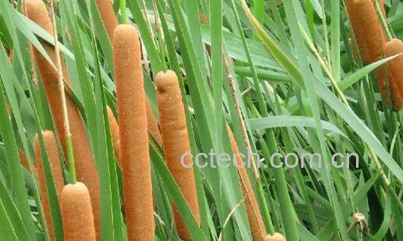 香蒲怎么用 香蒲的吃法-0