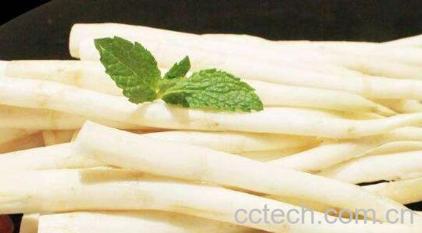 香蒲根的功效与作用 香蒲根的药用价值-0